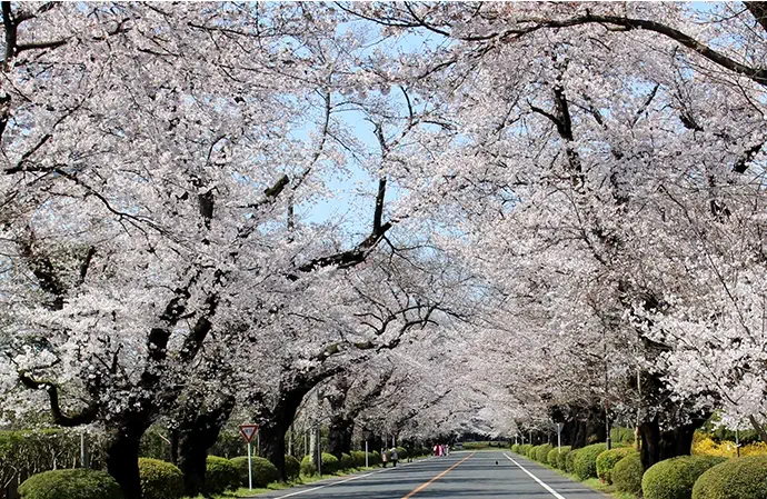導入事例 大学正門から約600m続く桜並木